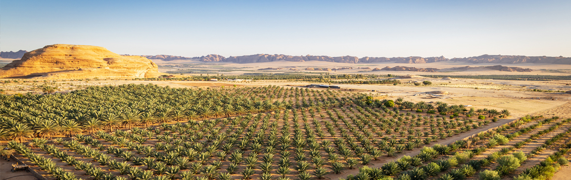Climate Pressures Mount as MENA Nations Rush to Protect Food Security